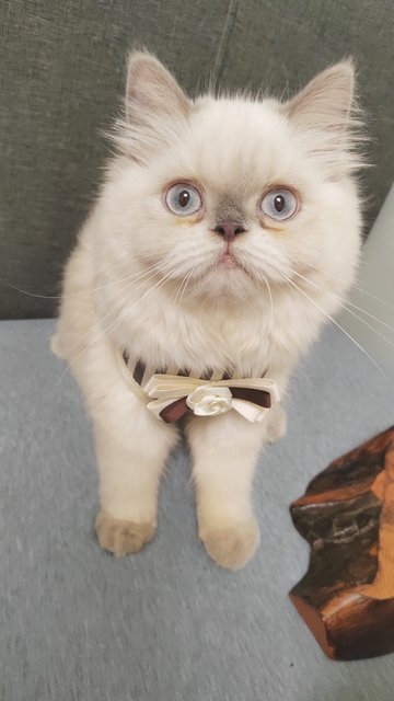 Mochi - Himalayan Cat