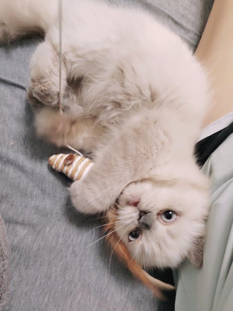 Mochi - Himalayan Cat