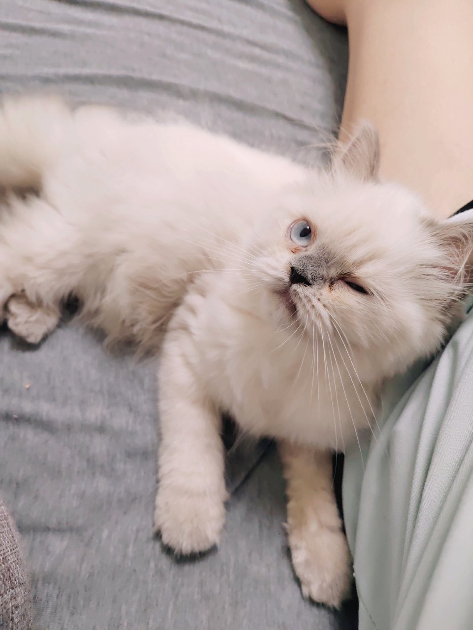 Mochi - Himalayan Cat