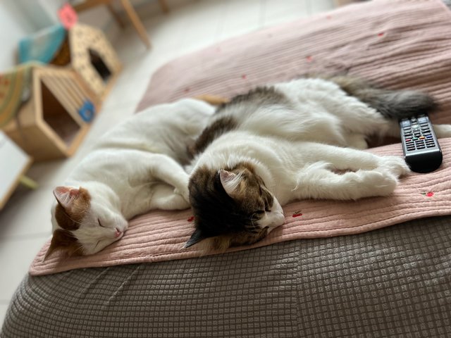 Leo - Maine Coon + Domestic Medium Hair Cat