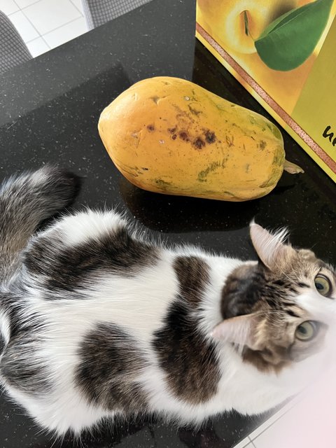 Leo - Maine Coon + Domestic Medium Hair Cat