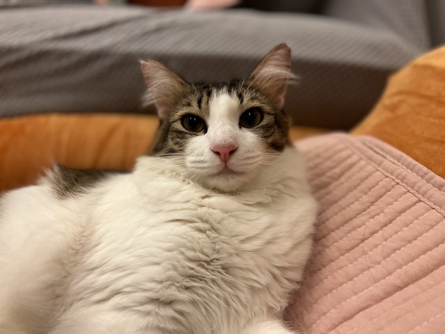 Leo - Maine Coon + Domestic Medium Hair Cat