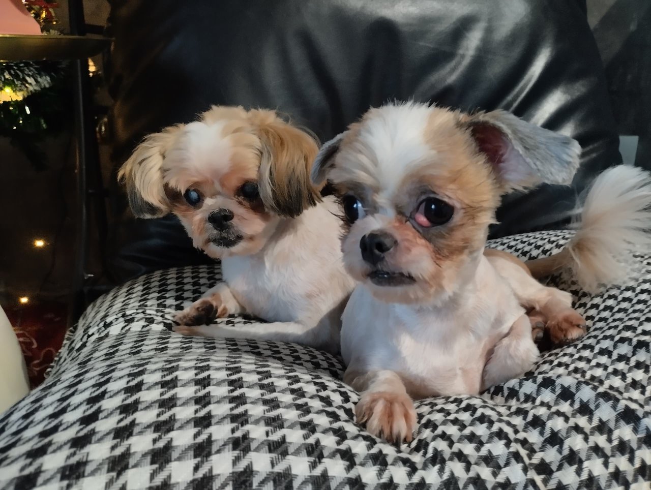 Tungtung &amp; Mimi - Shih Tzu Dog