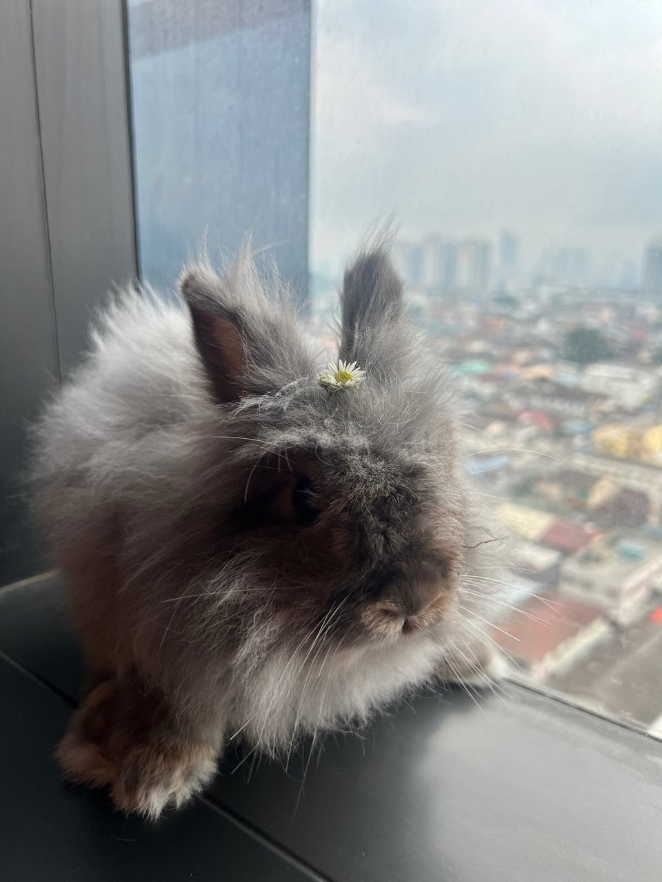 Yara - Lionhead + Dwarf Rabbit