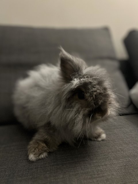 Yara - Lionhead + Dwarf Rabbit