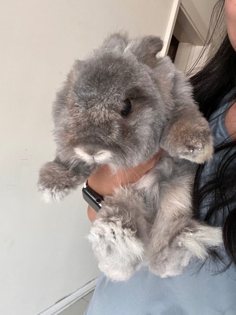 Yara - Lionhead + Dwarf Rabbit