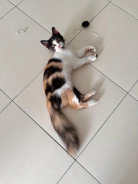 Milo - Calico + Domestic Medium Hair Cat