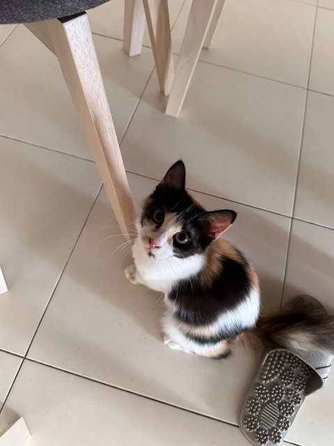 Milo - Calico + Domestic Medium Hair Cat