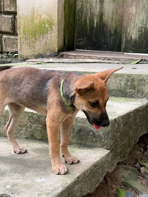 Wednesday - Mixed Breed Dog