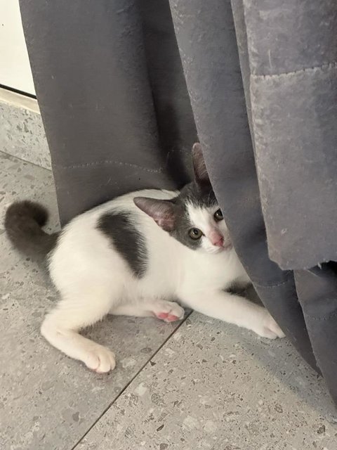 Pinky  - Domestic Short Hair Cat