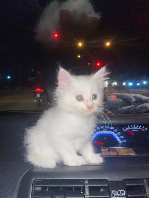 Baby - British Shorthair + Persian Cat