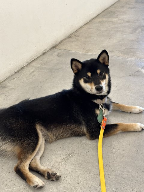 Maki - Shiba Inu Dog