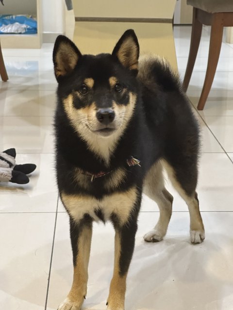 Maki - Shiba Inu Dog