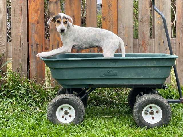 Lexi - Mixed Breed Dog