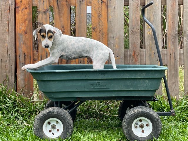 Lexi - Mixed Breed Dog