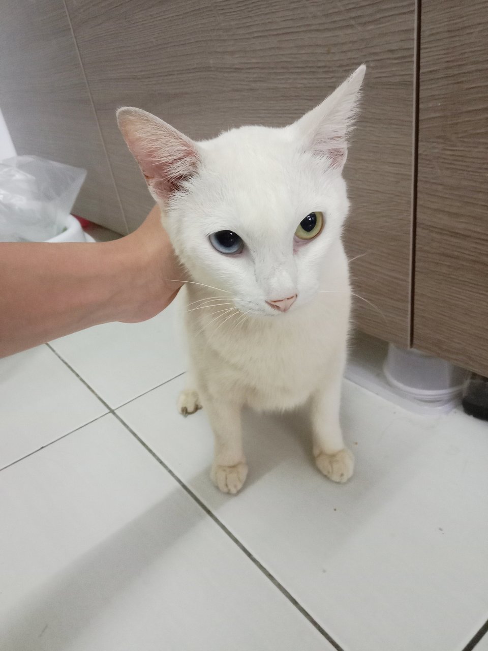 Putih (Heterochromic) - Domestic Short Hair + Siamese Cat