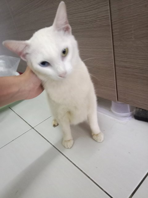 Putih (Heterochromic) - Domestic Short Hair + Siamese Cat