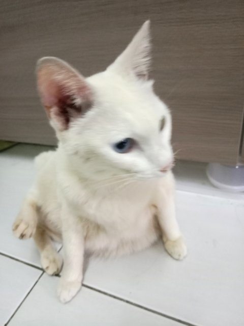 Putih (Heterochromic) - Domestic Short Hair + Siamese Cat