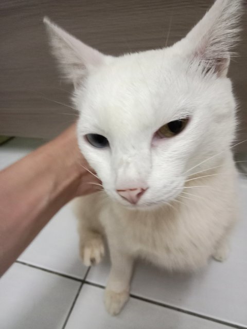 Putih (Heterochromic) - Domestic Short Hair + Siamese Cat