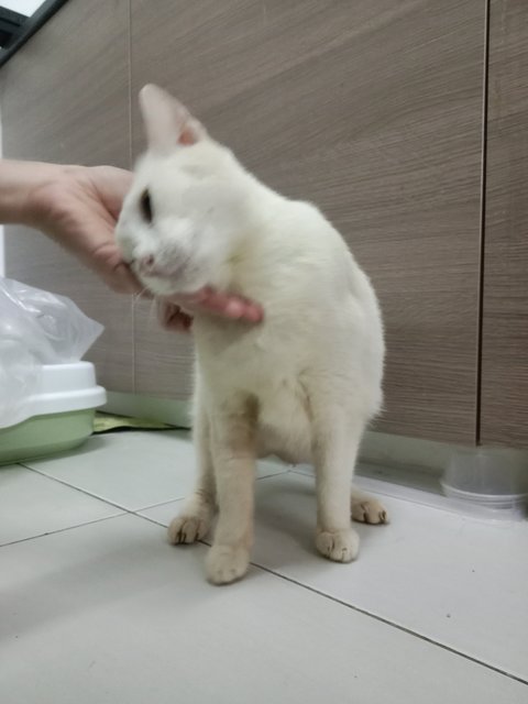 Putih (Heterochromic) - Domestic Short Hair + Siamese Cat