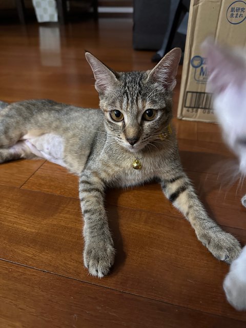 Potato - Domestic Short Hair Cat