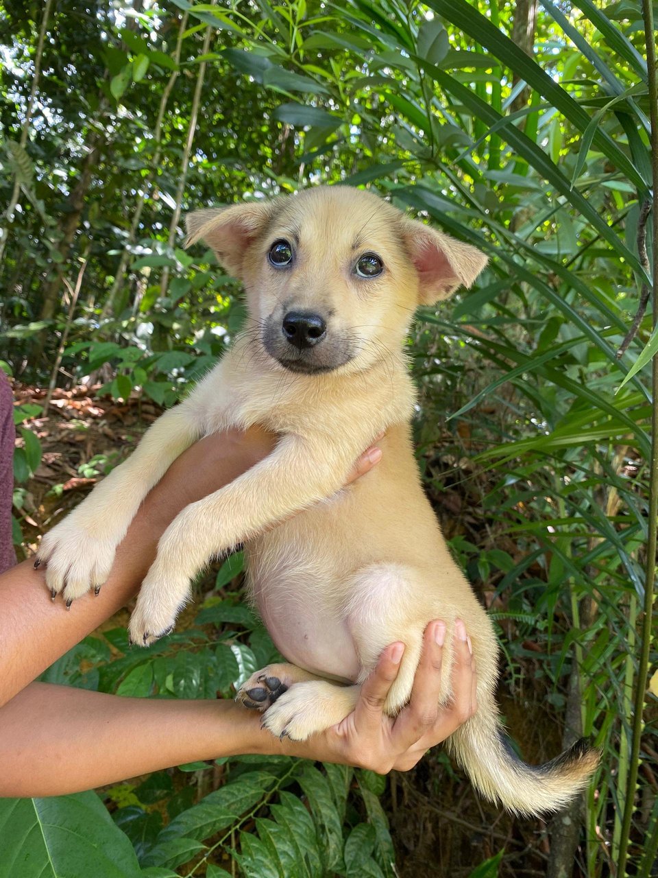 Cathy - Mixed Breed Dog