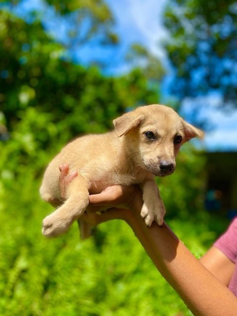 Cathy - Mixed Breed Dog