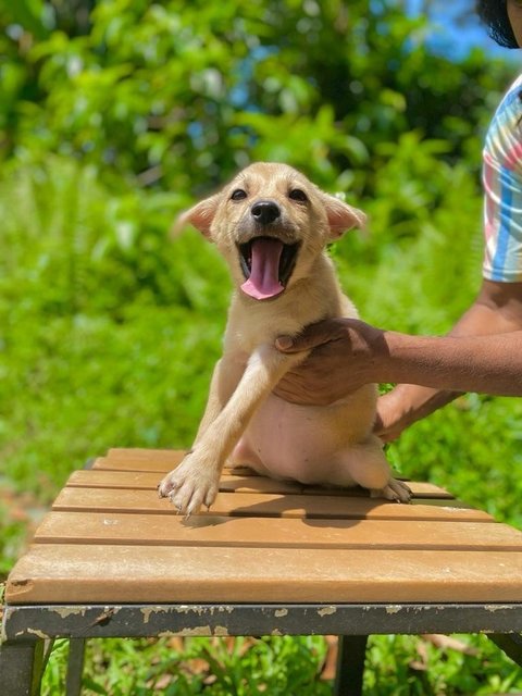 Cathy - Mixed Breed Dog