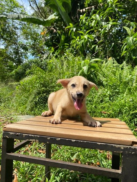 Cathy - Mixed Breed Dog