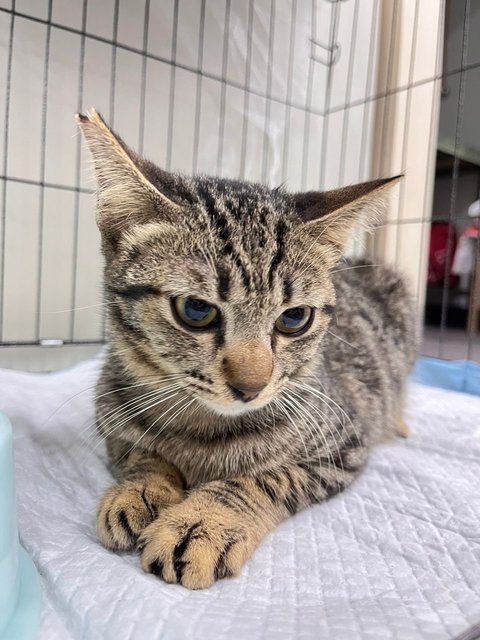 Tabby - Bengal + Domestic Short Hair Cat