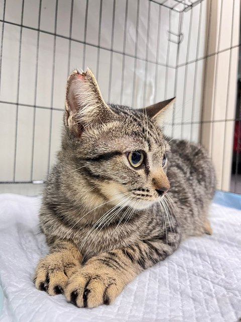 Tabby - Bengal + Domestic Short Hair Cat