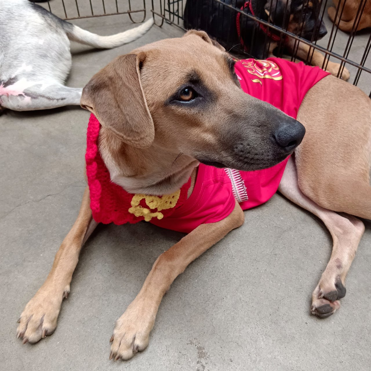 Chloe - Coonhound Mix Dog