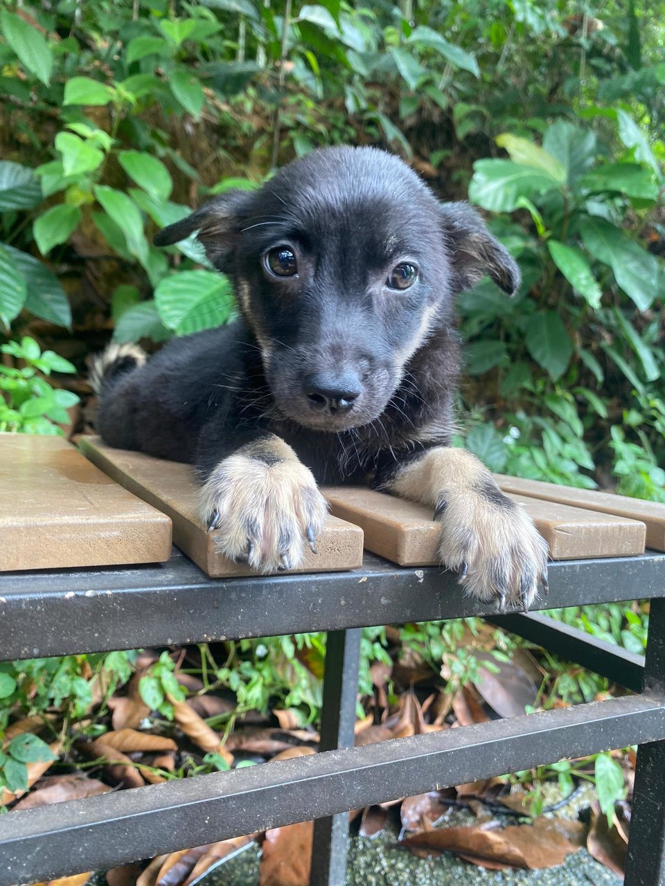 Casey - Mixed Breed Dog