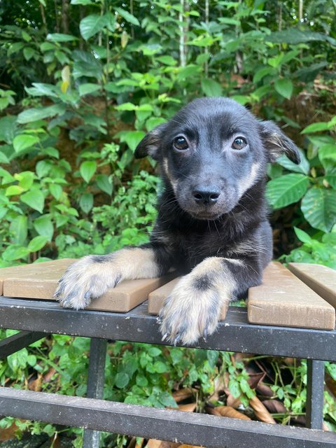 Casey - Mixed Breed Dog