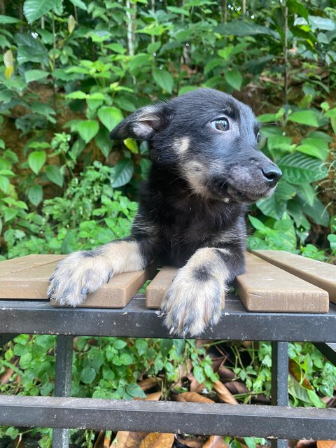 Casey - Mixed Breed Dog