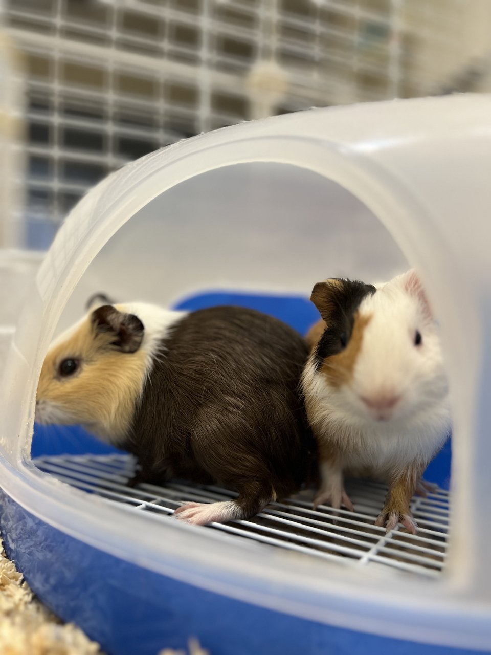 Piggies With Big Cage - Guinea Pig Small & Furry