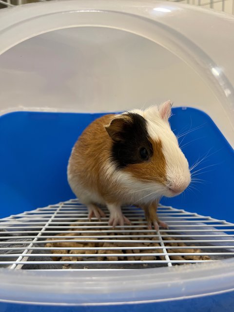 Piggies With Big Cage - Guinea Pig Small & Furry