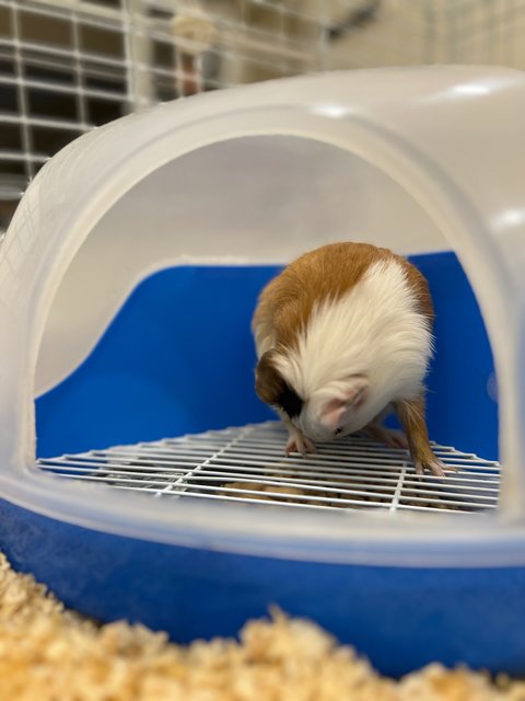 Piggies With Big Cage - Guinea Pig Small & Furry