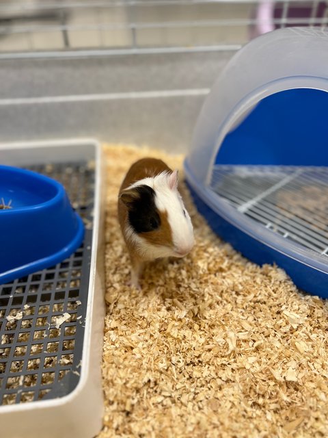 Piggies With Big Cage - Guinea Pig Small & Furry