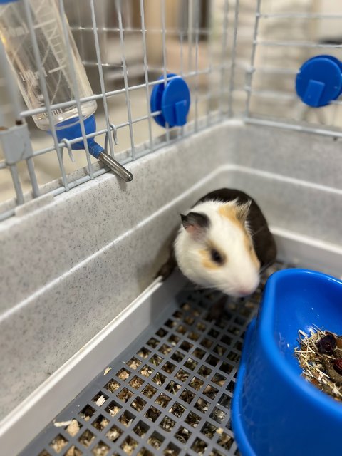 Piggies With Big Cage - Guinea Pig Small & Furry