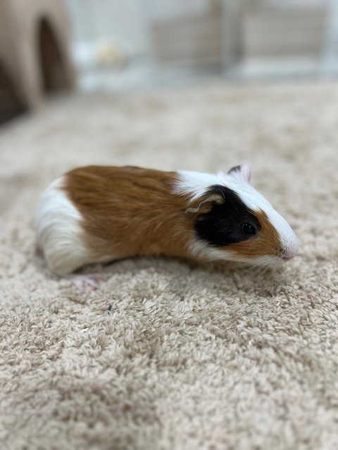 Piggies With Big Cage - Guinea Pig Small & Furry