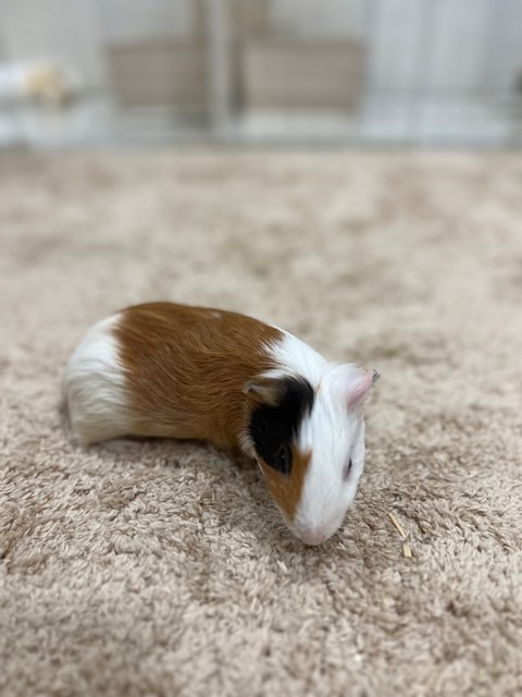 Piggies With Big Cage - Guinea Pig Small & Furry