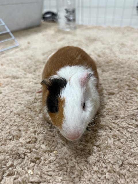 Piggies With Big Cage - Guinea Pig Small & Furry