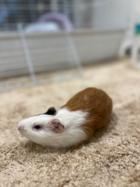 Piggies With Big Cage - Guinea Pig Small & Furry