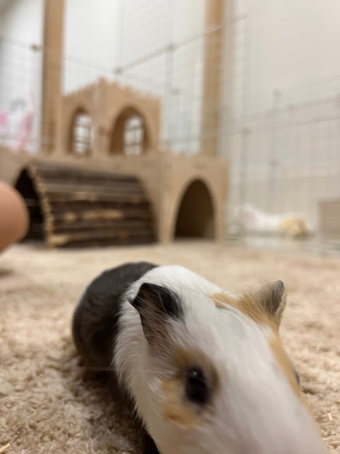 Piggies With Big Cage - Guinea Pig Small & Furry