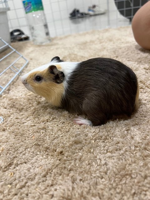 Piggies With Big Cage - Guinea Pig Small & Furry