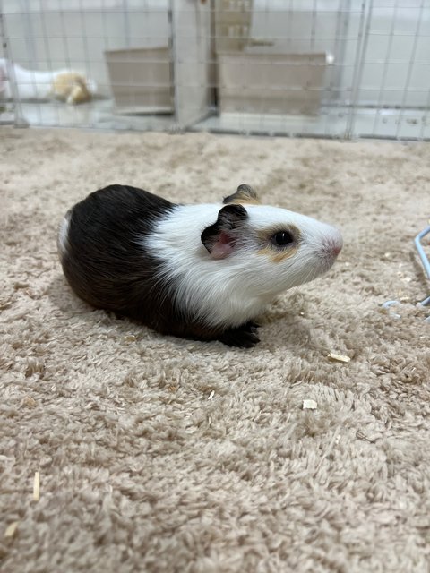 Piggies With Big Cage - Guinea Pig Small & Furry