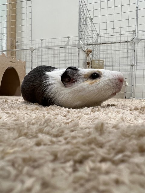 Piggies With Big Cage - Guinea Pig Small & Furry