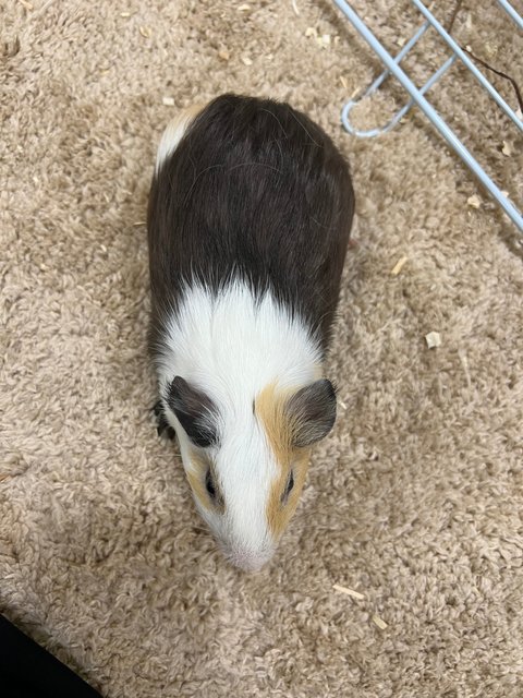 Piggies With Big Cage - Guinea Pig Small & Furry