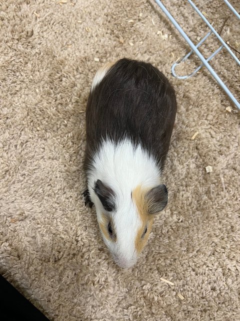 Piggies With Big Cage - Guinea Pig Small & Furry